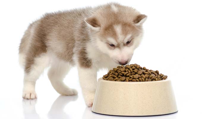 Dry Food for Senior Dogs