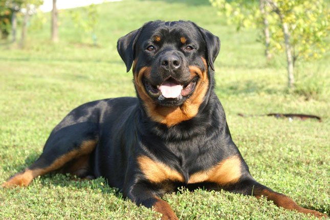 Dog Food for Rottweiler