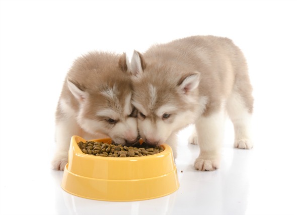 Dry Food for Puppy