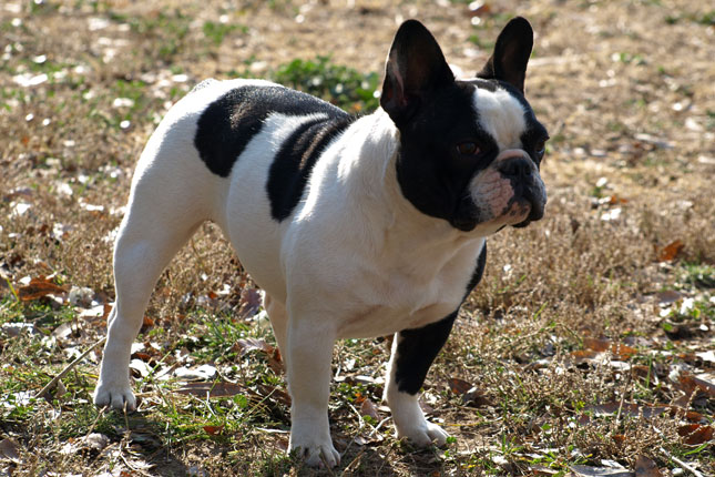 Dog Food for French Bulldog