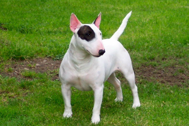 Dog Food for Bull Terrier