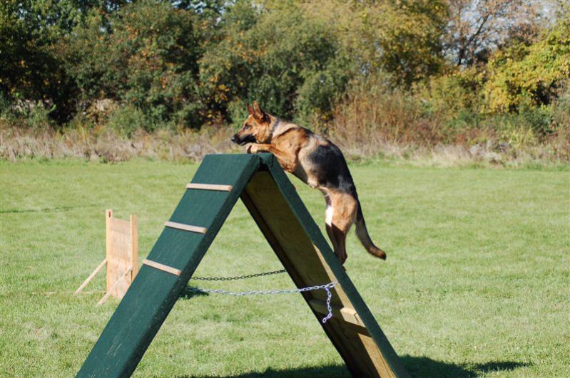 dog-training-equipment-and-tools-dog-topic-thepetowners