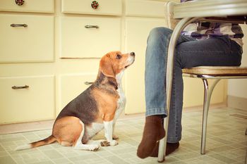 Training To Avoid Dog Behavior Problems