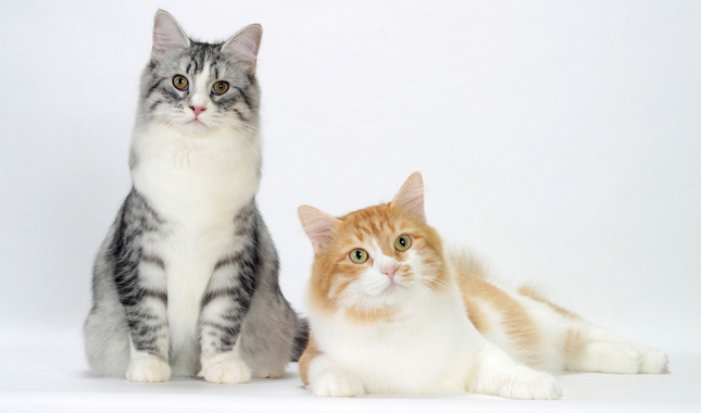 Siberian Cat Breed Information - Cat Breeds at ThePetOwners