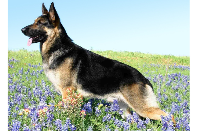 German Shepherd