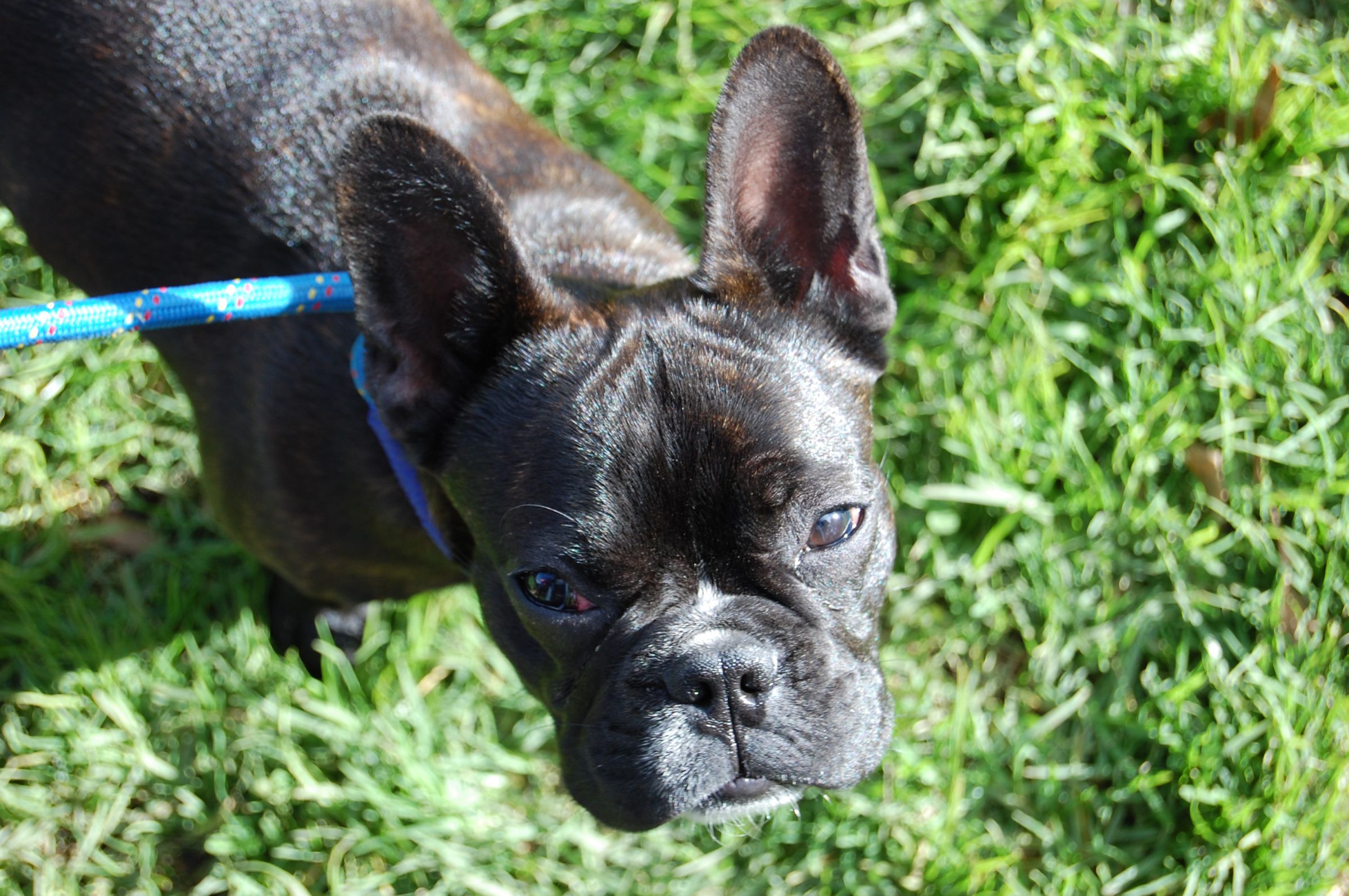French Bulldog Information Dog Breeds at thepetowners