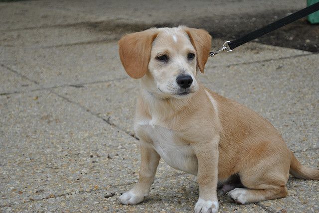labrador retriever puppies for sale