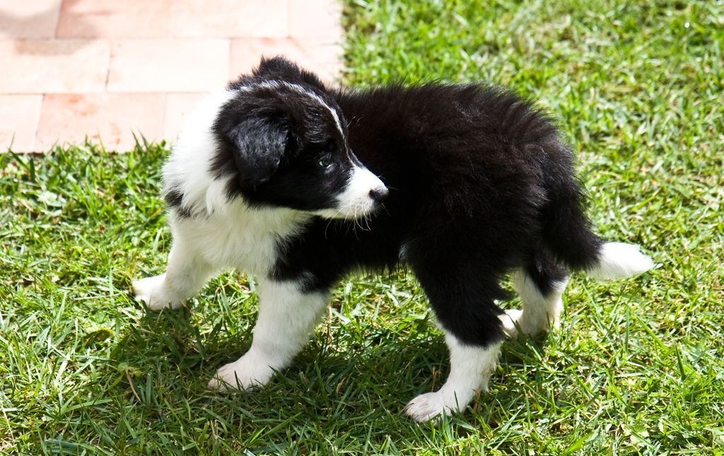 Border Collie Information Dog Breeds at thepetowners