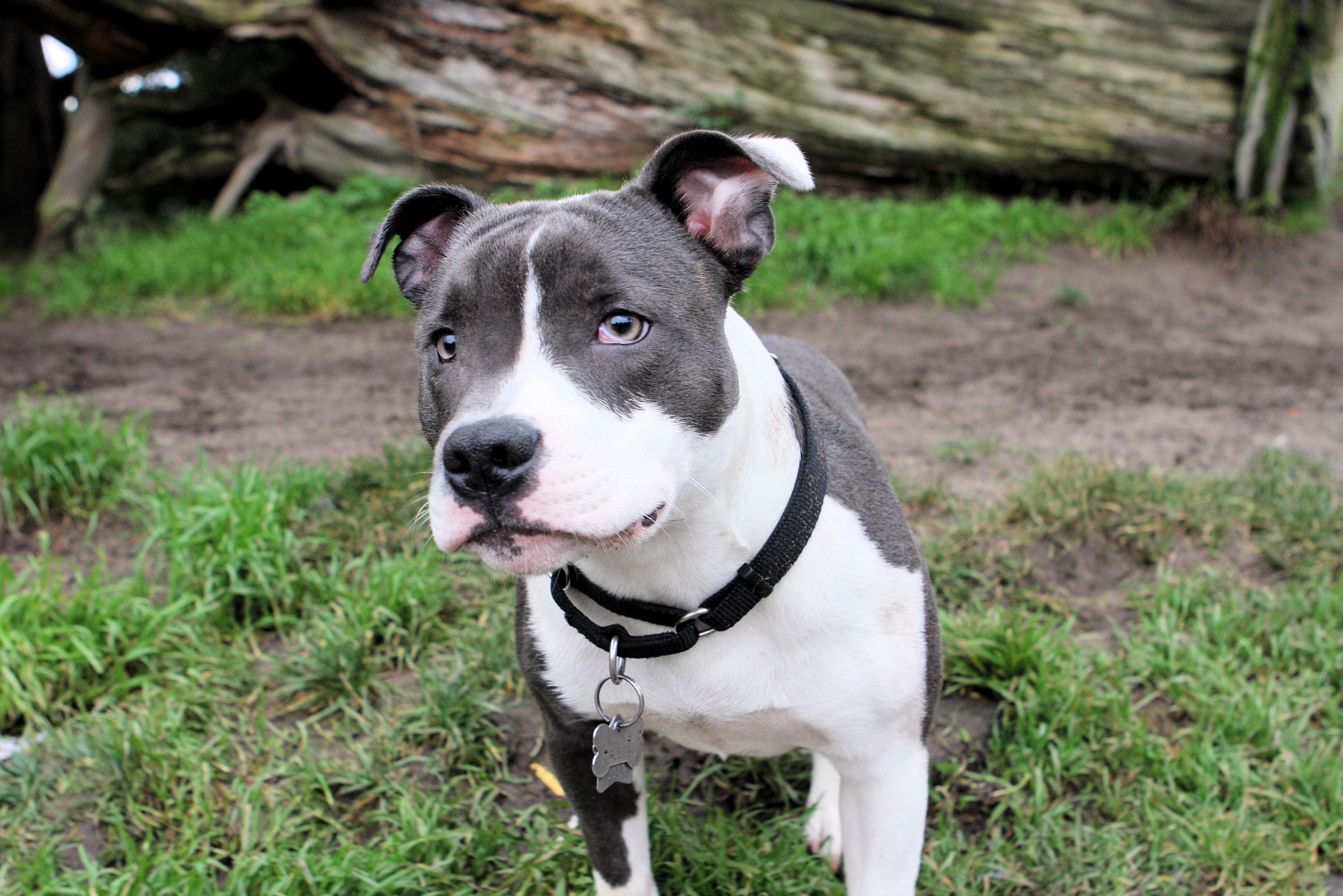 white staffordshire bull terrier statue