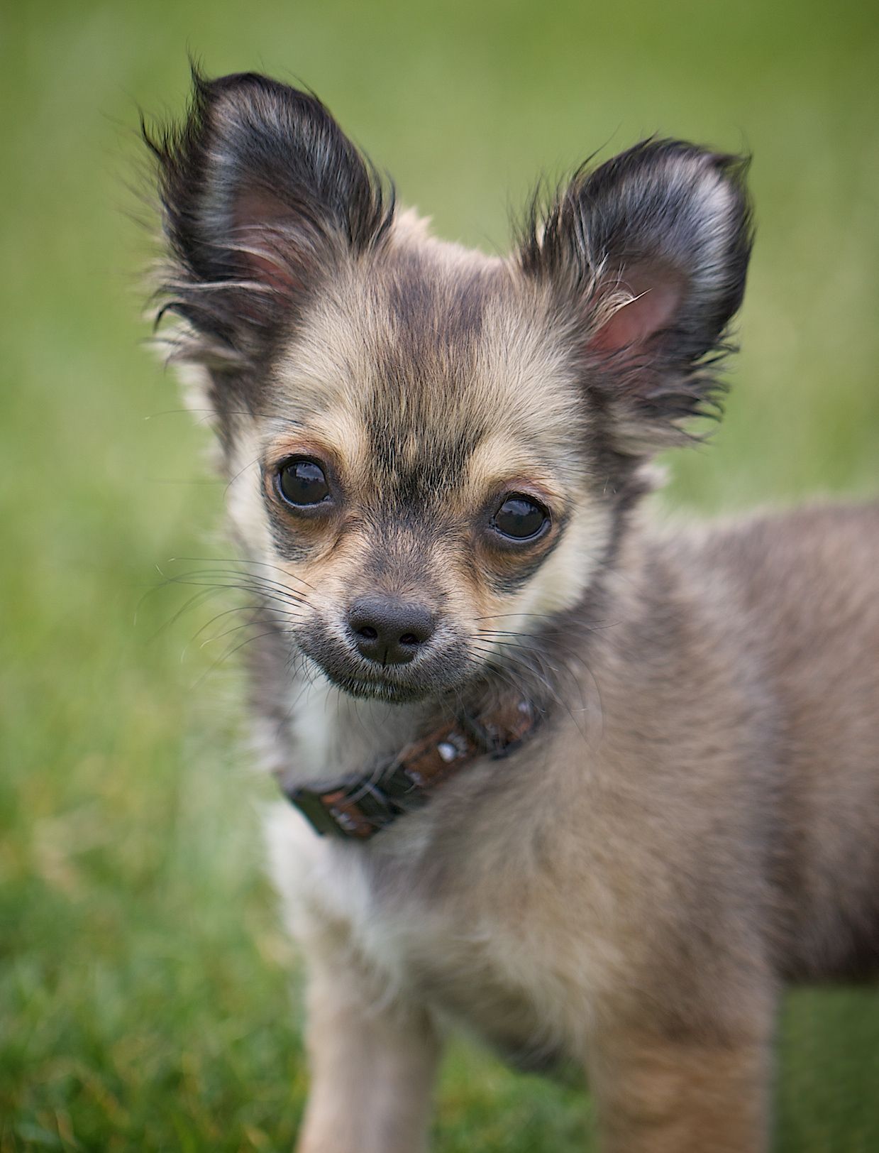 Chihuahua Information Dog Breeds at thepetowners
