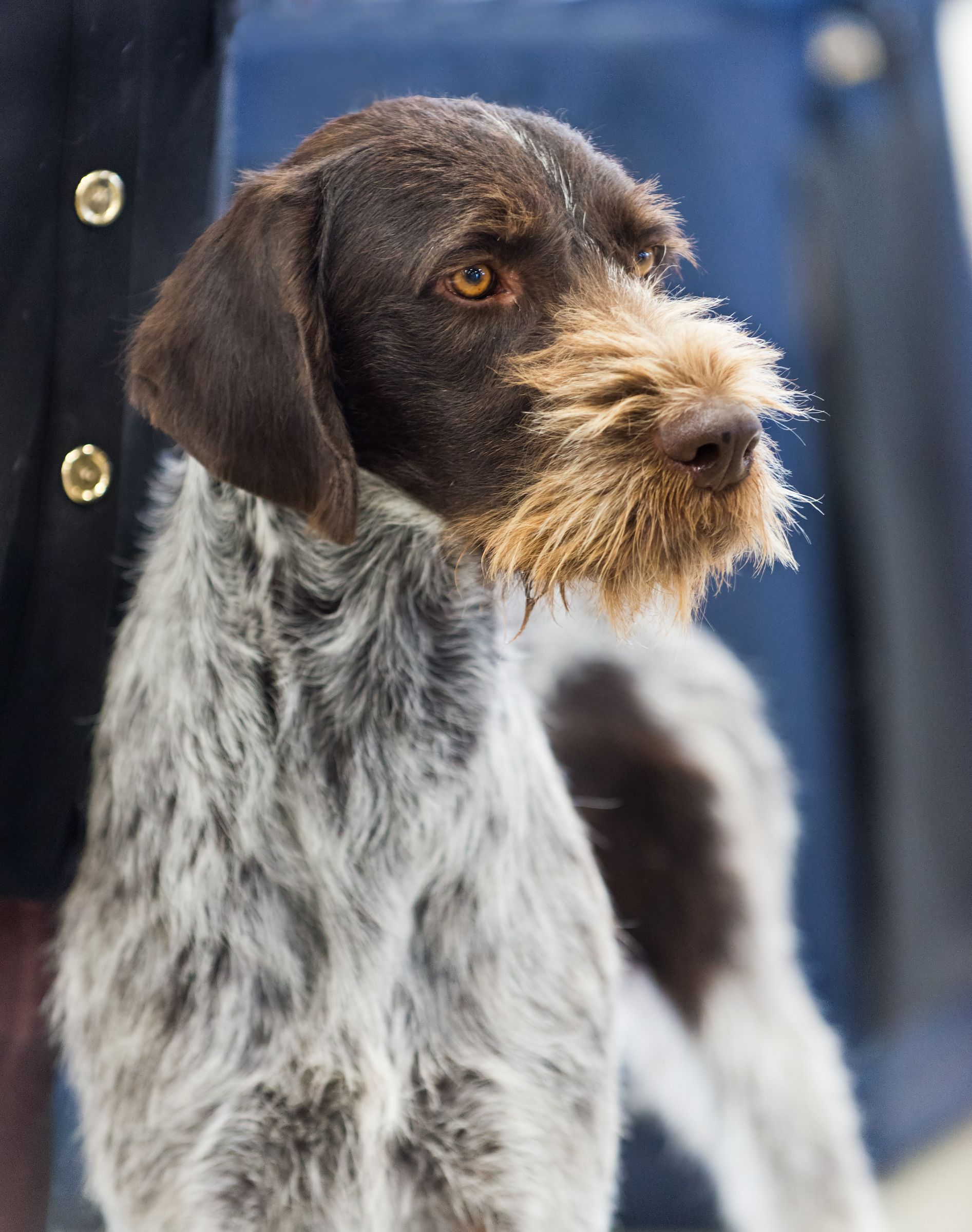 german-wirehaired-pointer-information-dog-breeds-at-thepetowners