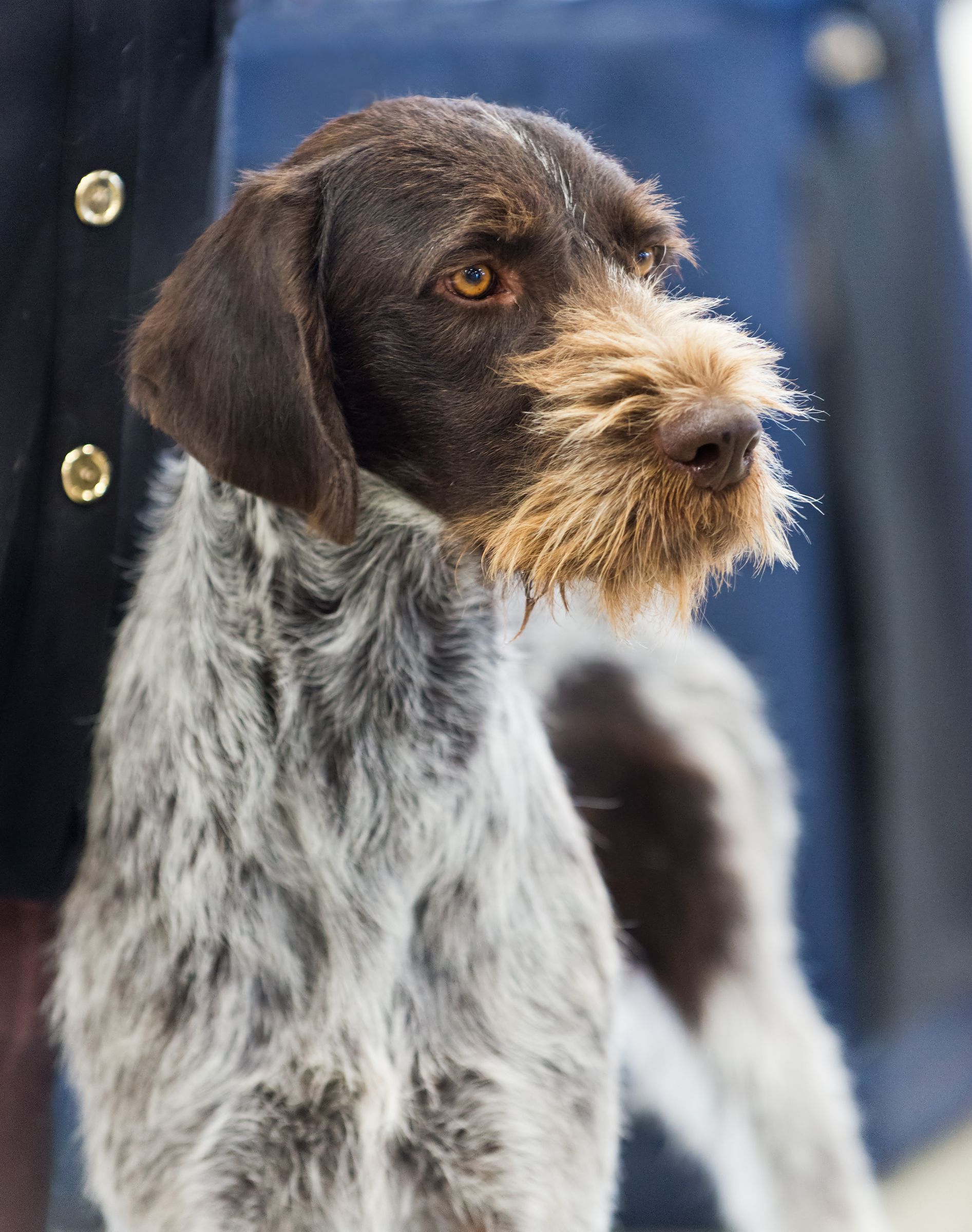 German Wirehaired Pointer Information - Dog Breeds at thepetowners