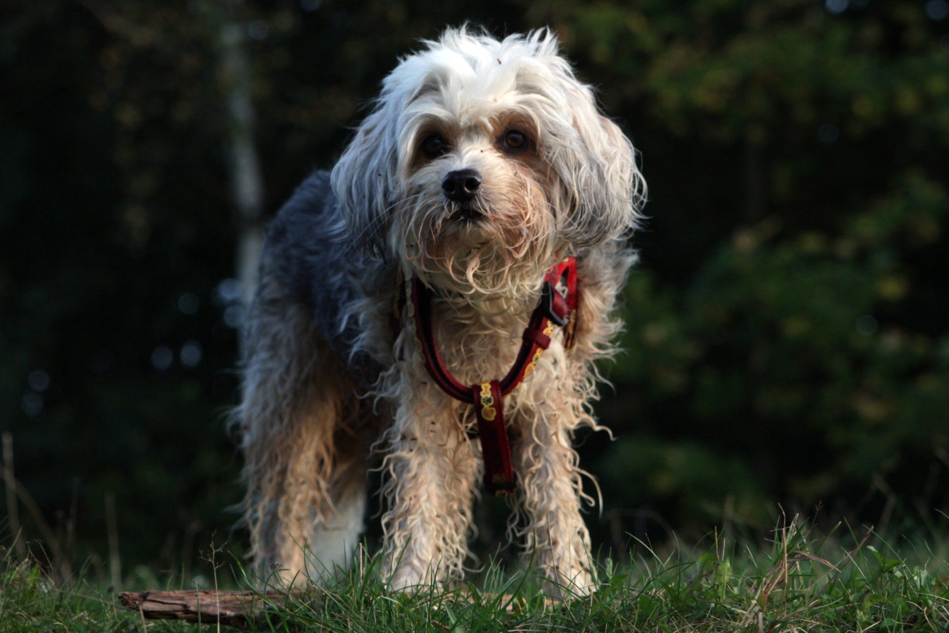 Do Tibetan Terriers Shed Lots of Hair? Lets Take a Look!